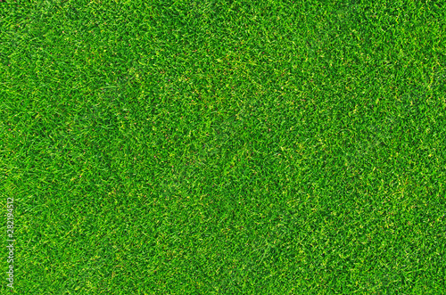 Lawn background, stadium. Close-up on natural lawn texture