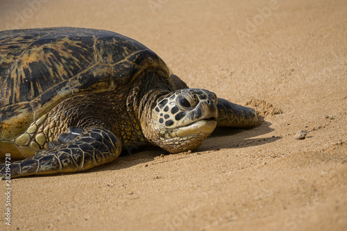 Sea Turtle