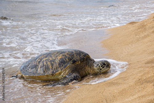Sea Turtle