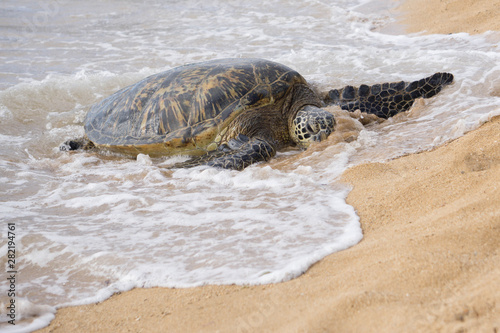 Sea Turtle