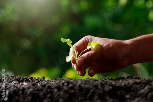 Close up Farmer hand planting sprout (Green oak lettuce) in fertile soil.
