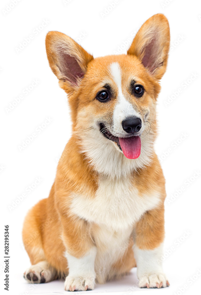 ginger welsh corgi puppy looking at the camera