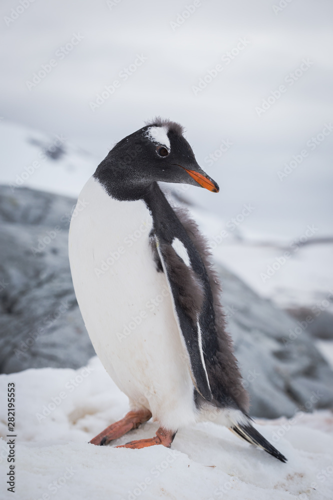Obraz premium Gentoo penguin portrait on the snow. Antarctic summer, Peninsula