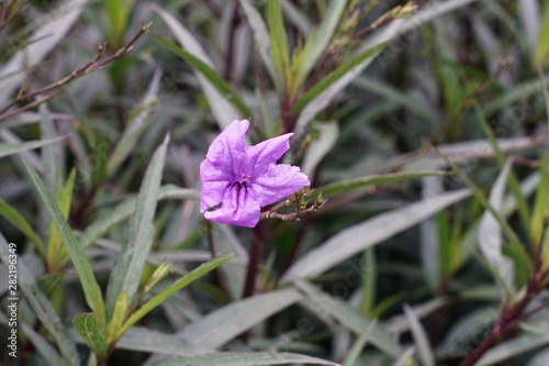 A purple flower bloom in the garden. 