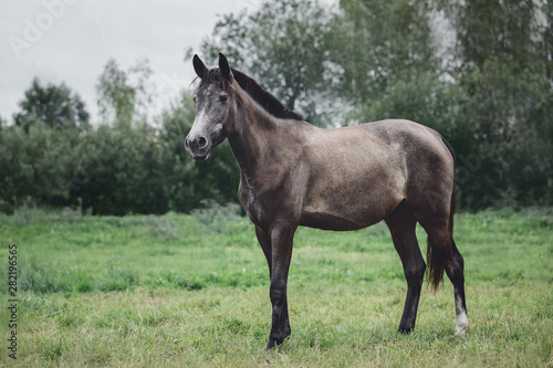 young grey trakehner horse in summer rain in green field