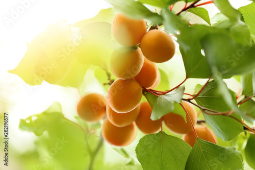 Branch with ripe apricots on tree in garden