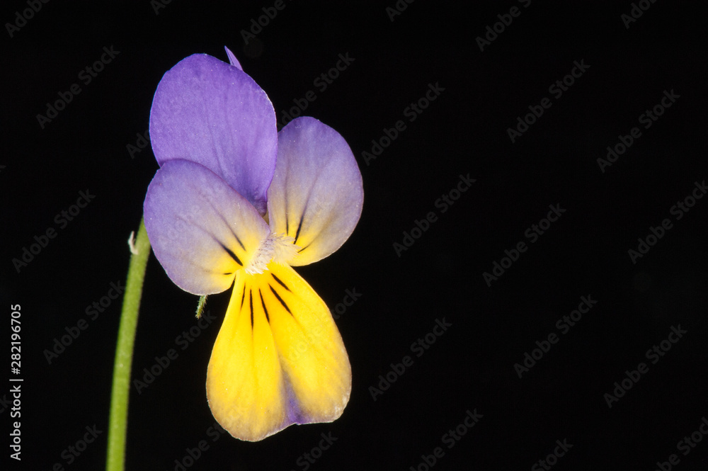 Fototapeta premium penée sauvage ou violette tricolore sur fond noir