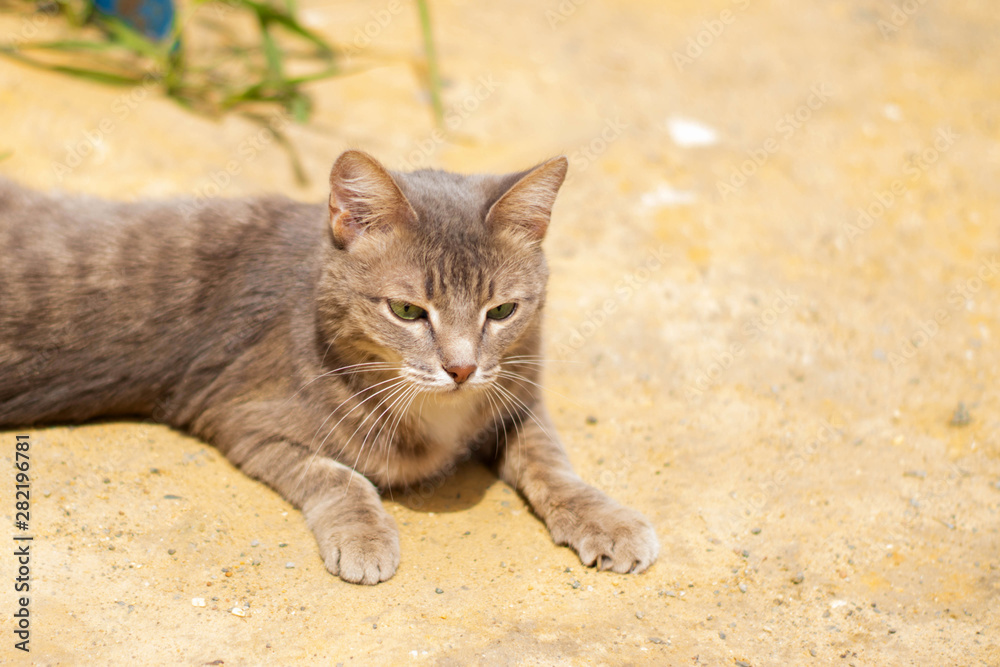 Cute gray cat lying on the sand. Cat outside the house.