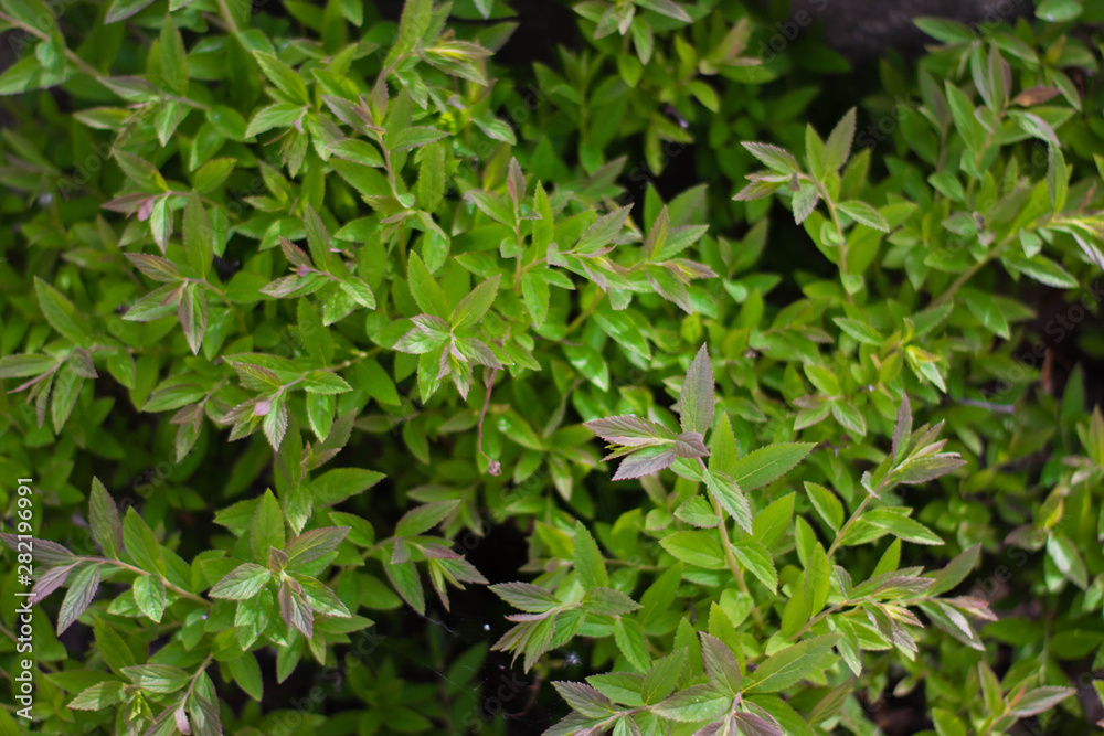 Summer background with green plants