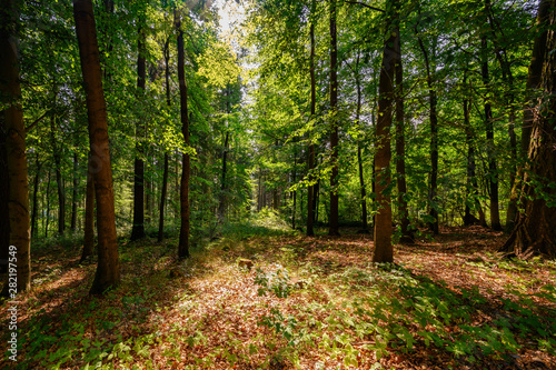 Wald in  Sachsen  Voigtland