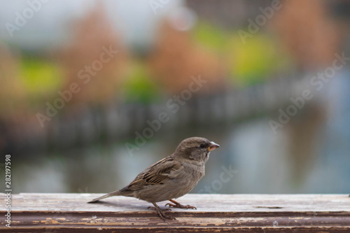 Little gray sparrow sitting on a wooden railing