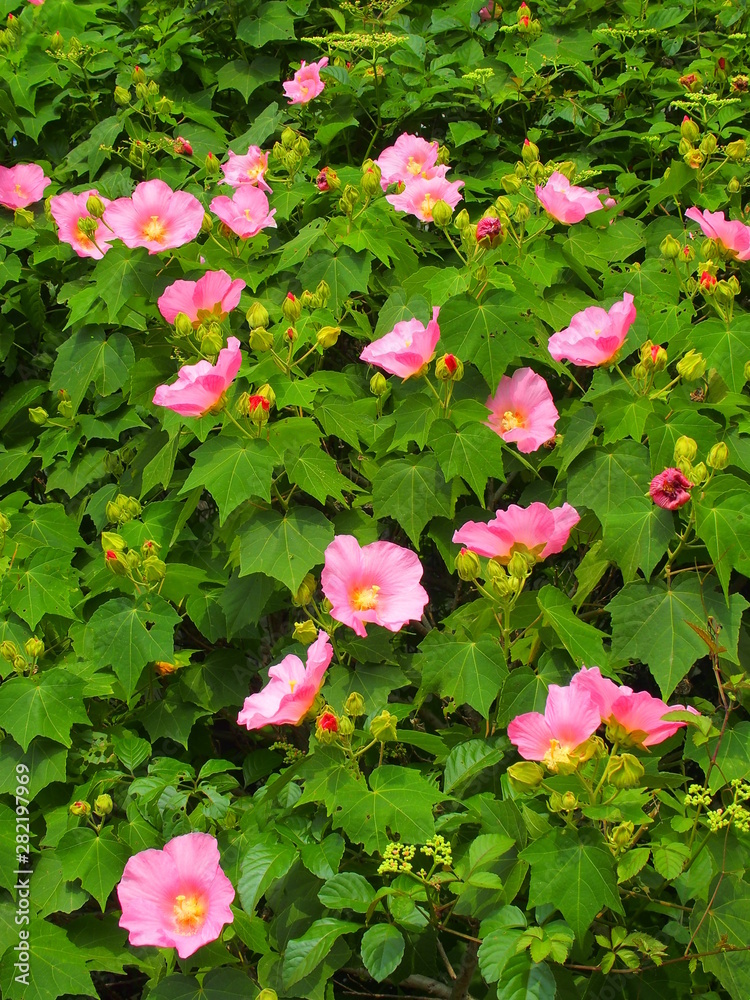 Naklejka premium ピンクの芙蓉の花