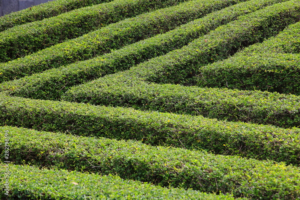 Green clipped box hedging topiary for formal garden wall and maze Green clipped box hedging topiary for formal garden wall and maze