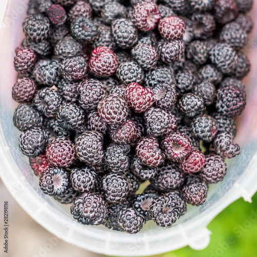Ripe black raspberries in a container. Picking berries
