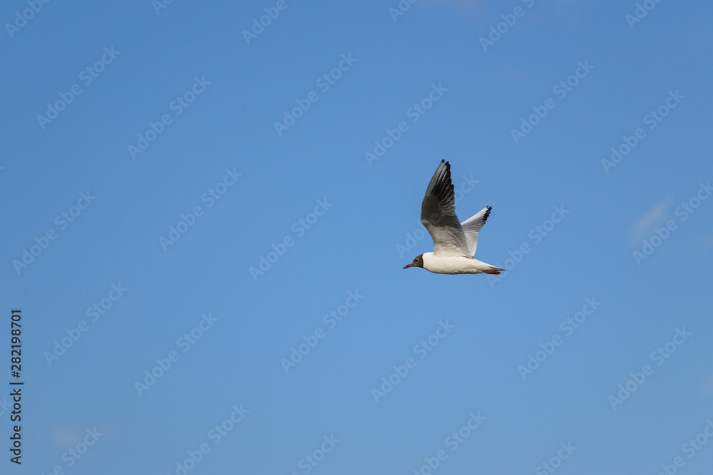 Obraz premium Seagull in the sky