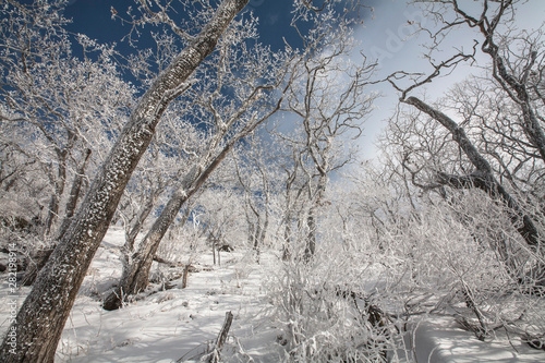 새하얀 눈이 덮인 산과 나무들 mountains and trees covered with white snow