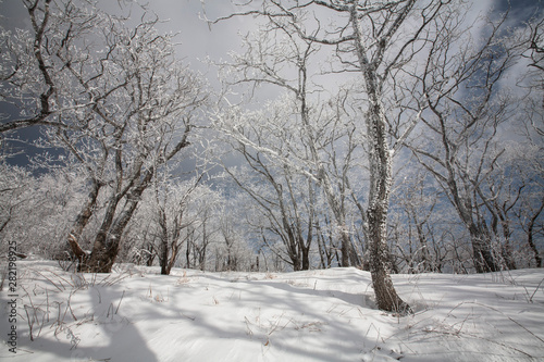 새하얀 눈이 덮인 산과 나무들 mountains and trees covered with white snow