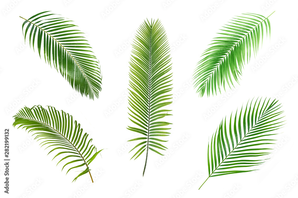 Set of palm green leaves isolated on white background Set of palm green leaves isolated on white background