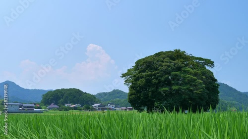 真夏の日本の田園風景