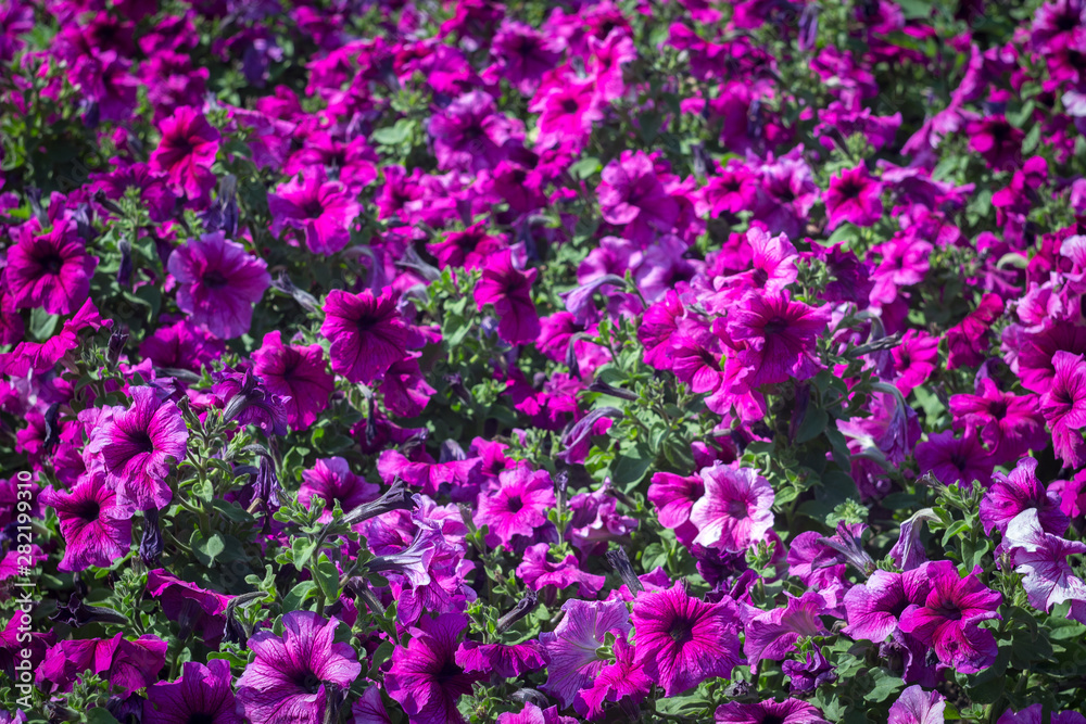 Fototapeta premium colorful petunia in park