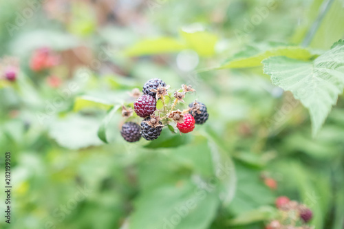 Ripe black raspberries grows on a bush. Green background