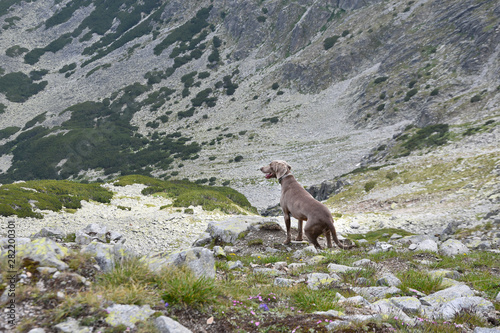Weimaraner dog high on the steep rocky slopes of Rila Mountain, Bulgaria © Didi Lavchieva