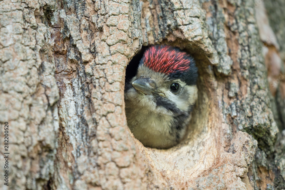 Obraz premium New life, chick of Great spotted woodpecker in the nest (Dendrocopos major)