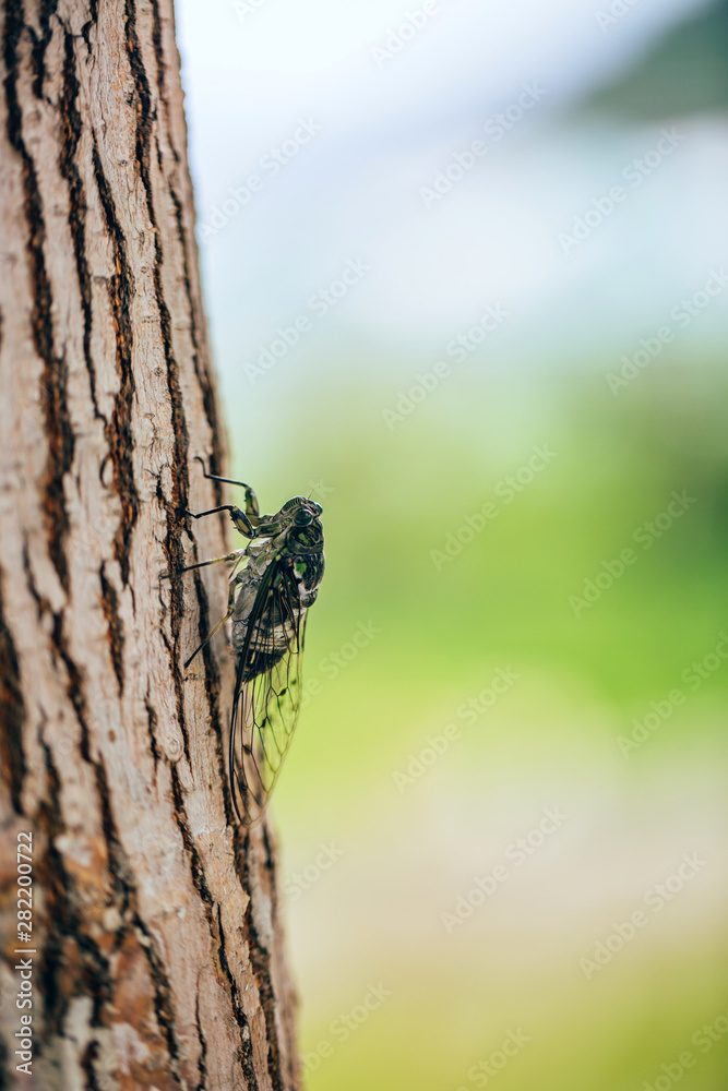 Macro close-up of an insect cicada outdoors on a tree Macro close-up of an insect cicada outdoors on a tree