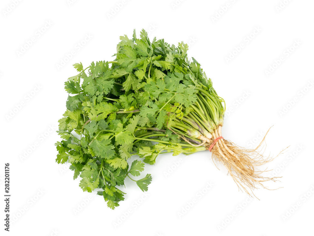 Bunch of green Coriander,cilantro,Parsley leaves (Coriandrum sativum) isolated on white background Bunch of green Coriander,cilantro,Parsley leaves (Coriandrum sativum) isolated on white background