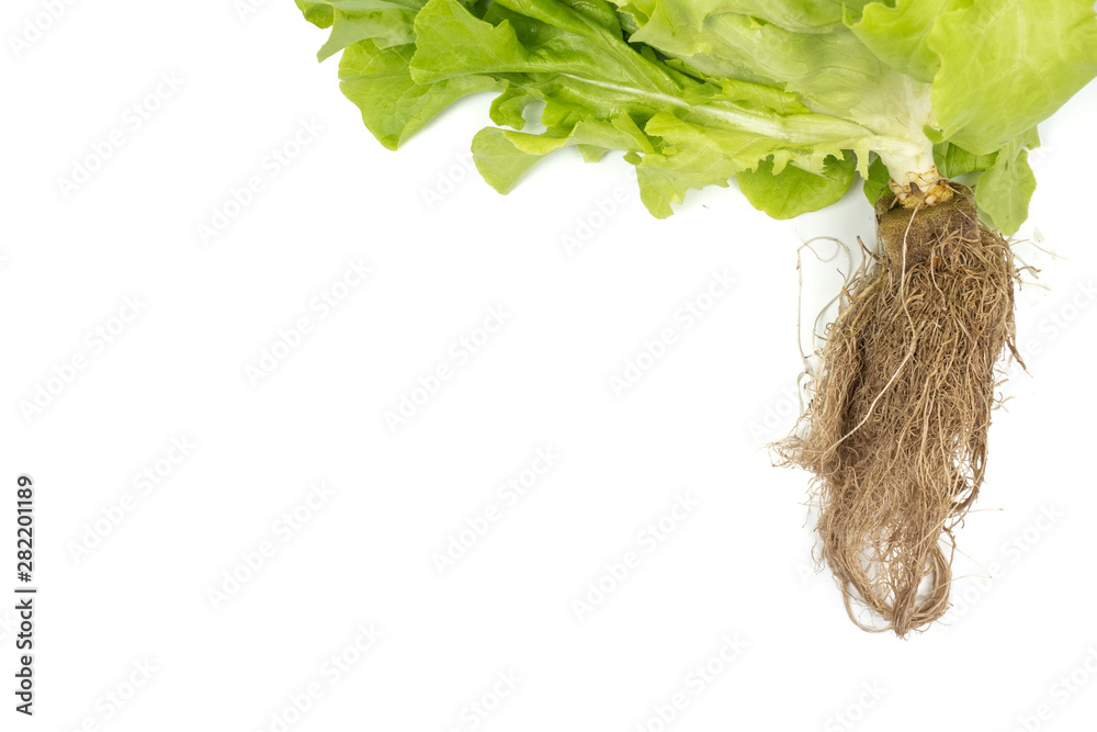 Fototapeta premium Green Oak leaf Lettuce (Lactuca sativa) isolated on white background