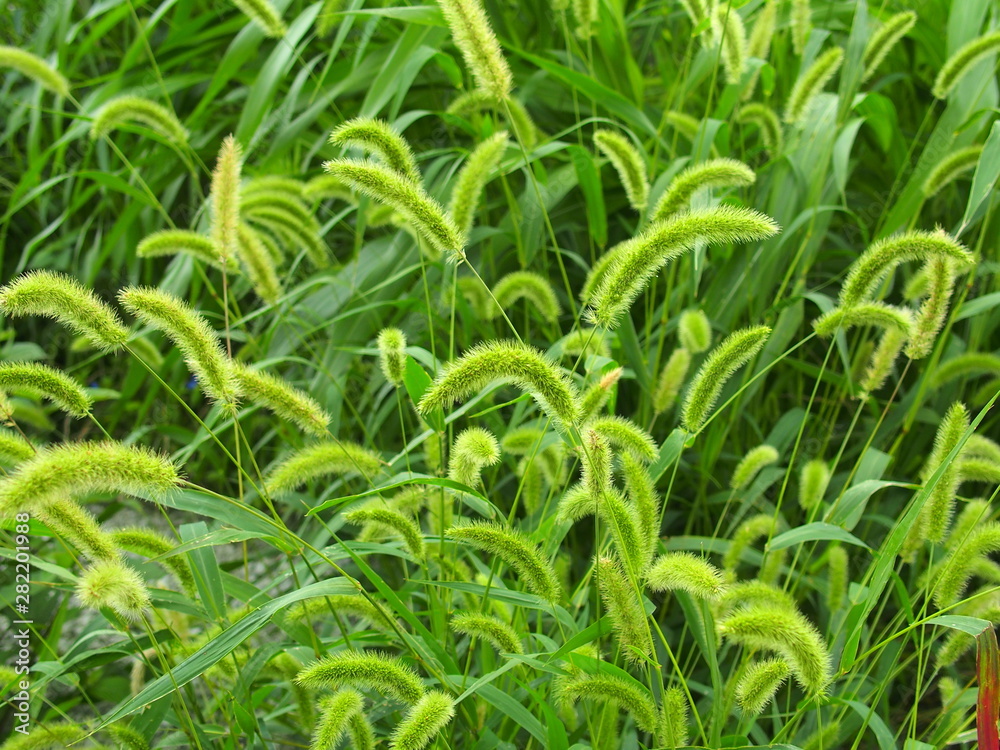 Obraz premium 野原の狗尾草