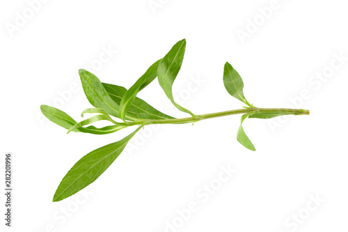 Fresh tarragon herbs, Tarragon herbs close up isolated on white background © kaiskynet