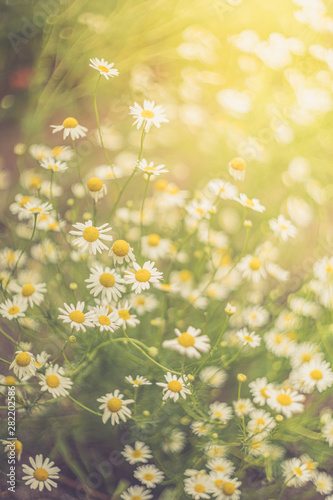 Chamomile flowers field in sunligh. Daisies background. Summer background. Chamomile field. © Iuliia