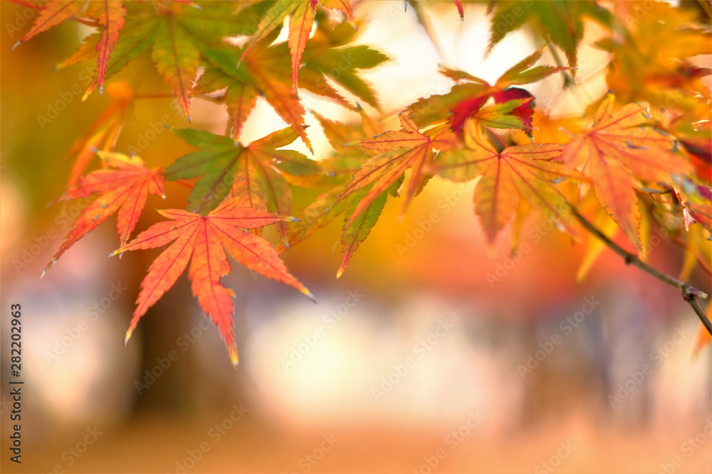 代々木公園 紅葉 代々木公園 紅葉