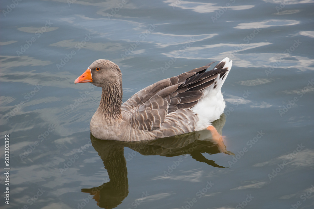 Fototapeta premium Goose swimming in a lake
