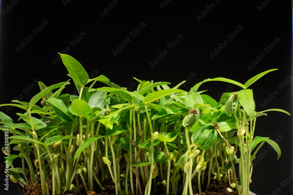 Fototapeta premium Legume shoots. Mung beans sprouting
