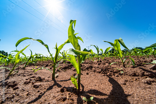 Agricultural field with corn seedlings