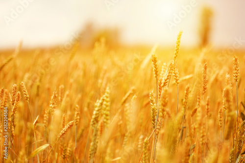 mature ears of wheat in field