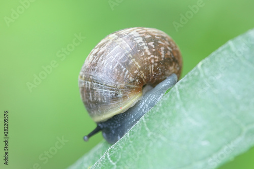 Fruticicola fruticum,  a species air-breathing land snail from Finland photo