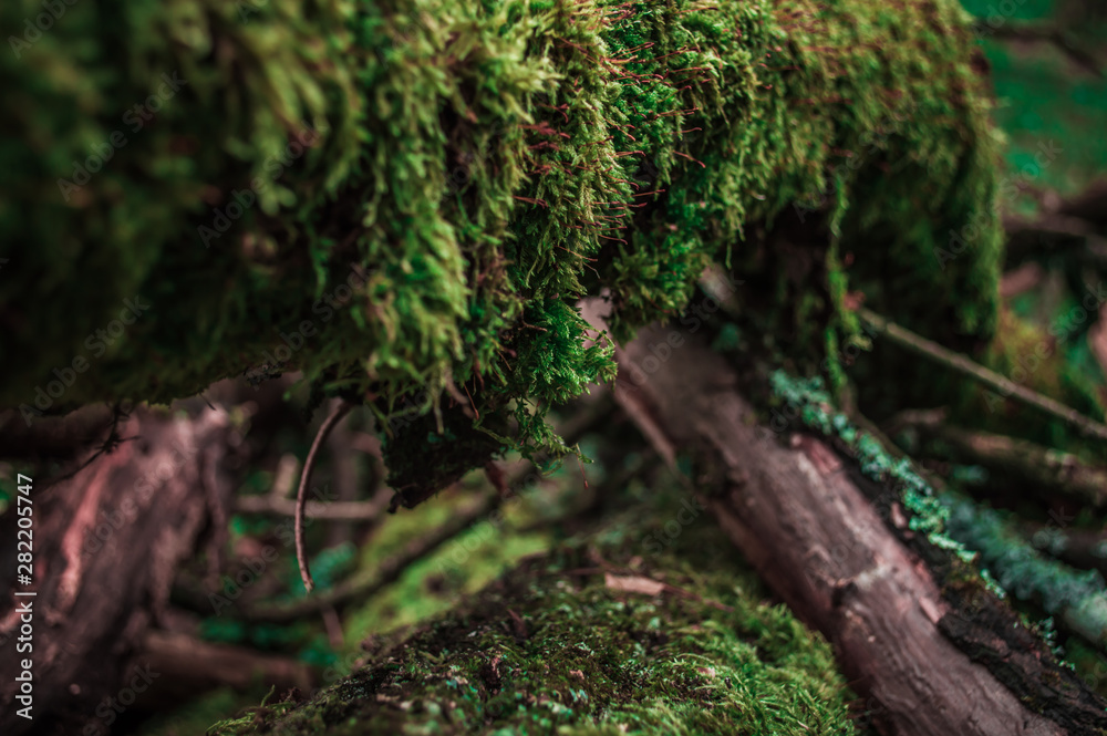 Green moss on the bark of branch. Close-up photo with bokeh. Green moss on the bark of branch. Close-up photo with bokeh.