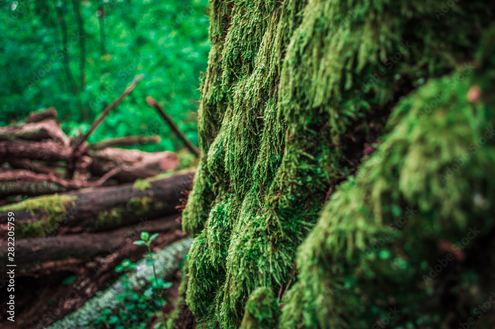 Green moss on the bark of tree in the forest. Close-up photo with bokeh. Green moss on the bark of tree in the forest. Close-up photo with bokeh.