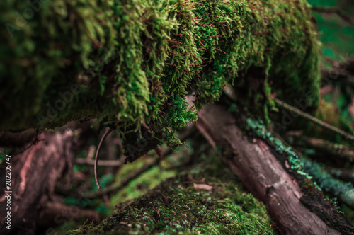 Green moss on the bark of branch. Close-up photo with bokeh.