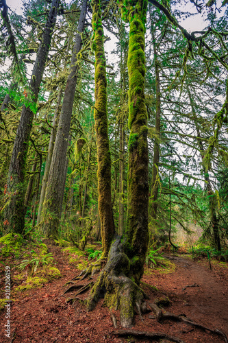 Mossy Trees at Silver Falls State Park