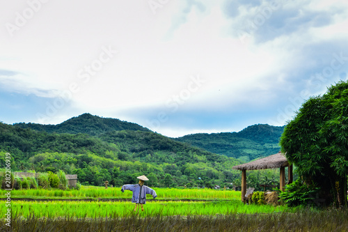 Rice fields  scarecrow in the middle of rice fields  mountain and sky views  agriculture in Laos