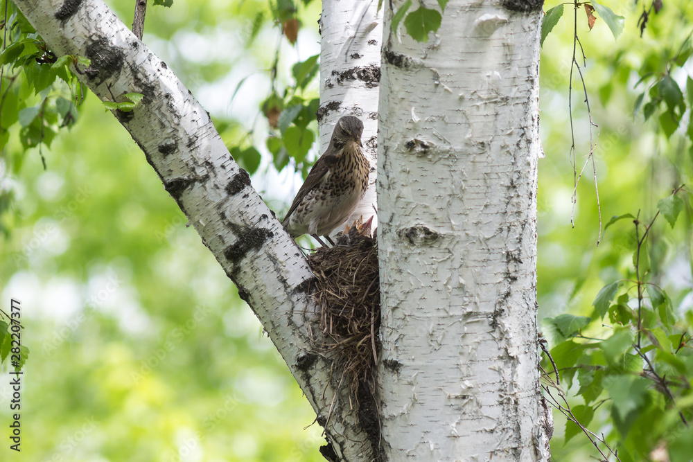 Obraz premium bird and song thrush chicks
