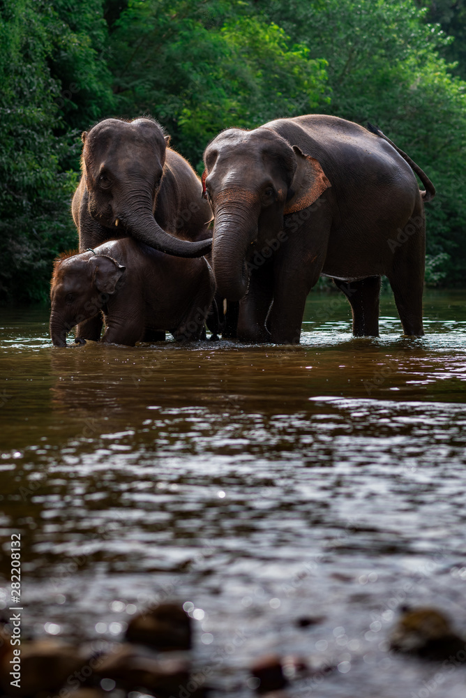 Elephant family in water, Family of elephants with young one in forest with the river.
