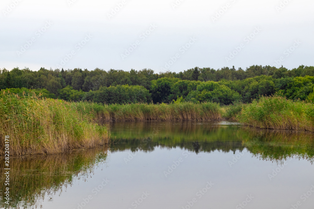 Coast pond in the summer with reeds on a cloudy day. Reflection in the water of reeds, trees and cloudy sky.