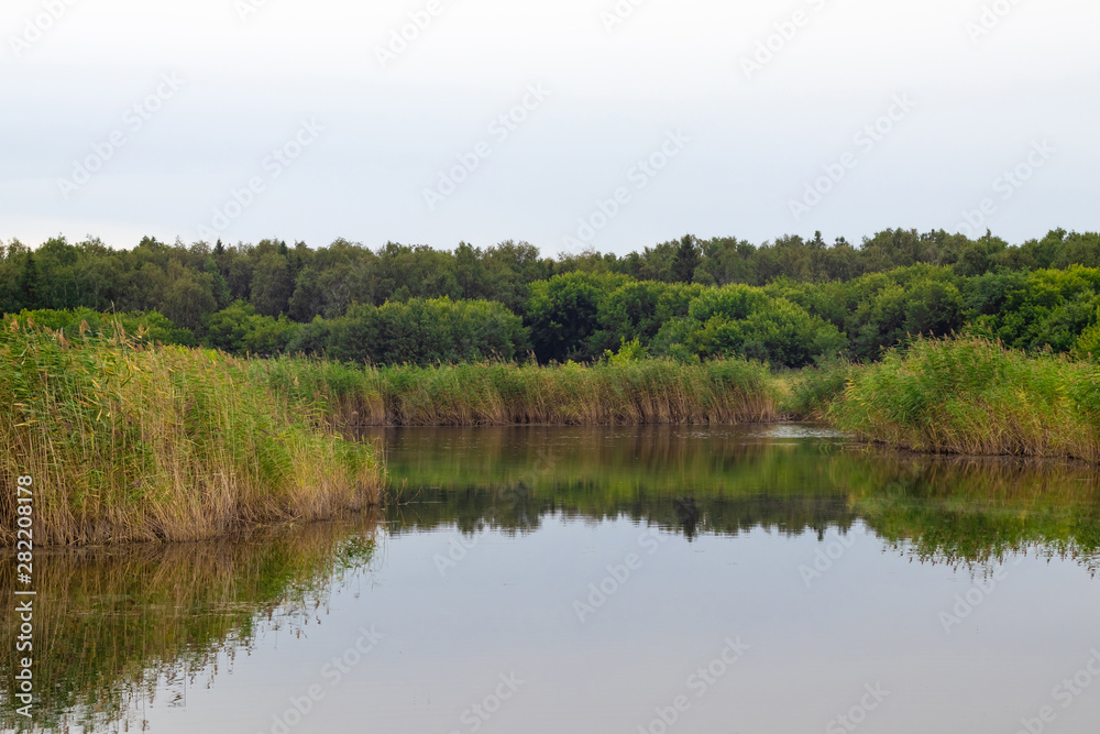 Coast pond in the summer with reeds on a cloudy day. Reflection in the water of reeds, trees and cloudy sky. Coast pond in the summer with reeds on a cloudy day. Reflection in the water of reeds, trees and cloudy sky.