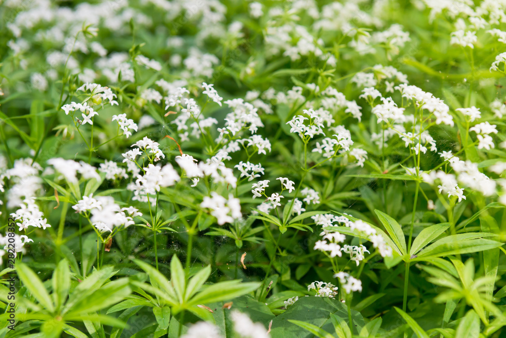 White wild flowers texture in a park with green grass White wild flowers texture in a park with green grass