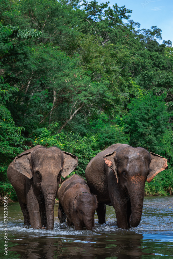 Obraz premium Elephant family in water, Family of elephants with young one in forest with the river.
